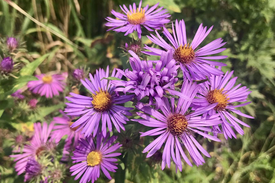 New England Aster