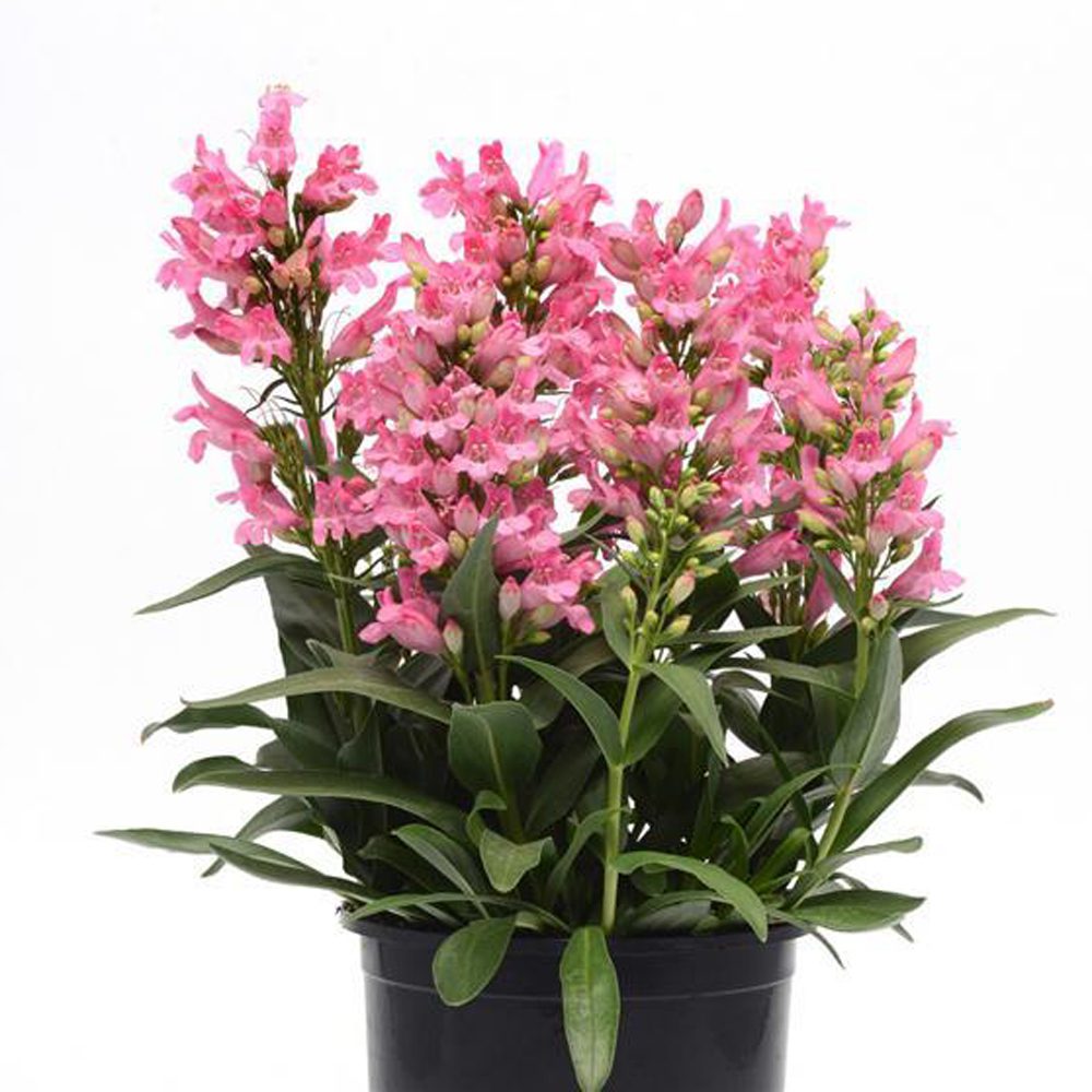 Penstemon plant