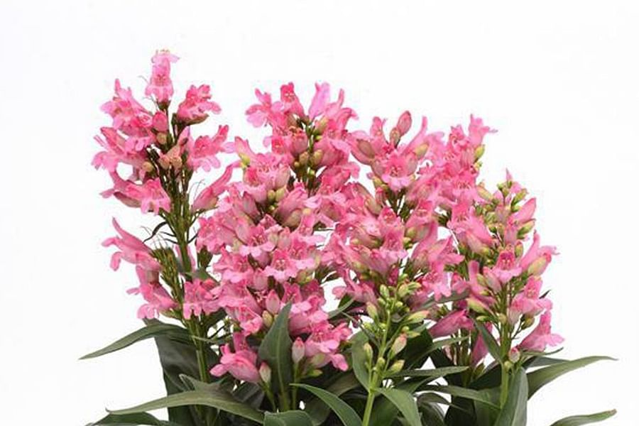 Penstemon plant