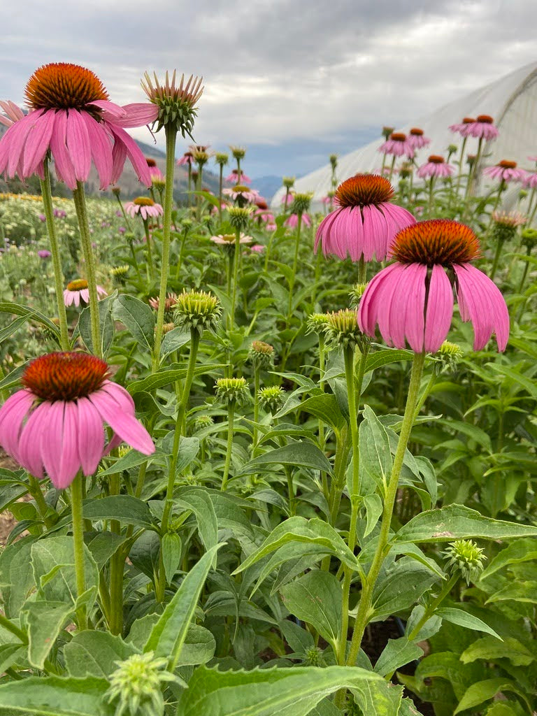 Purple Coneflower
