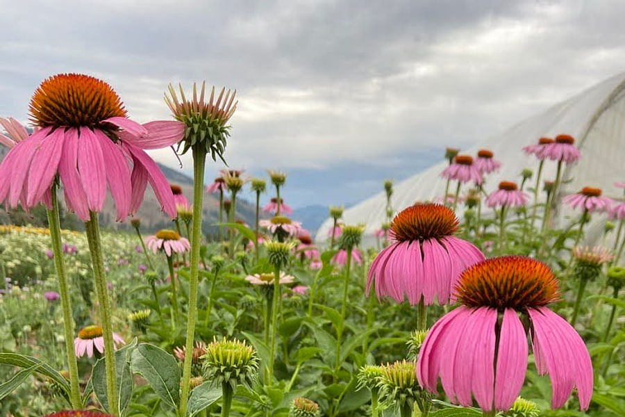 Purple Coneflower