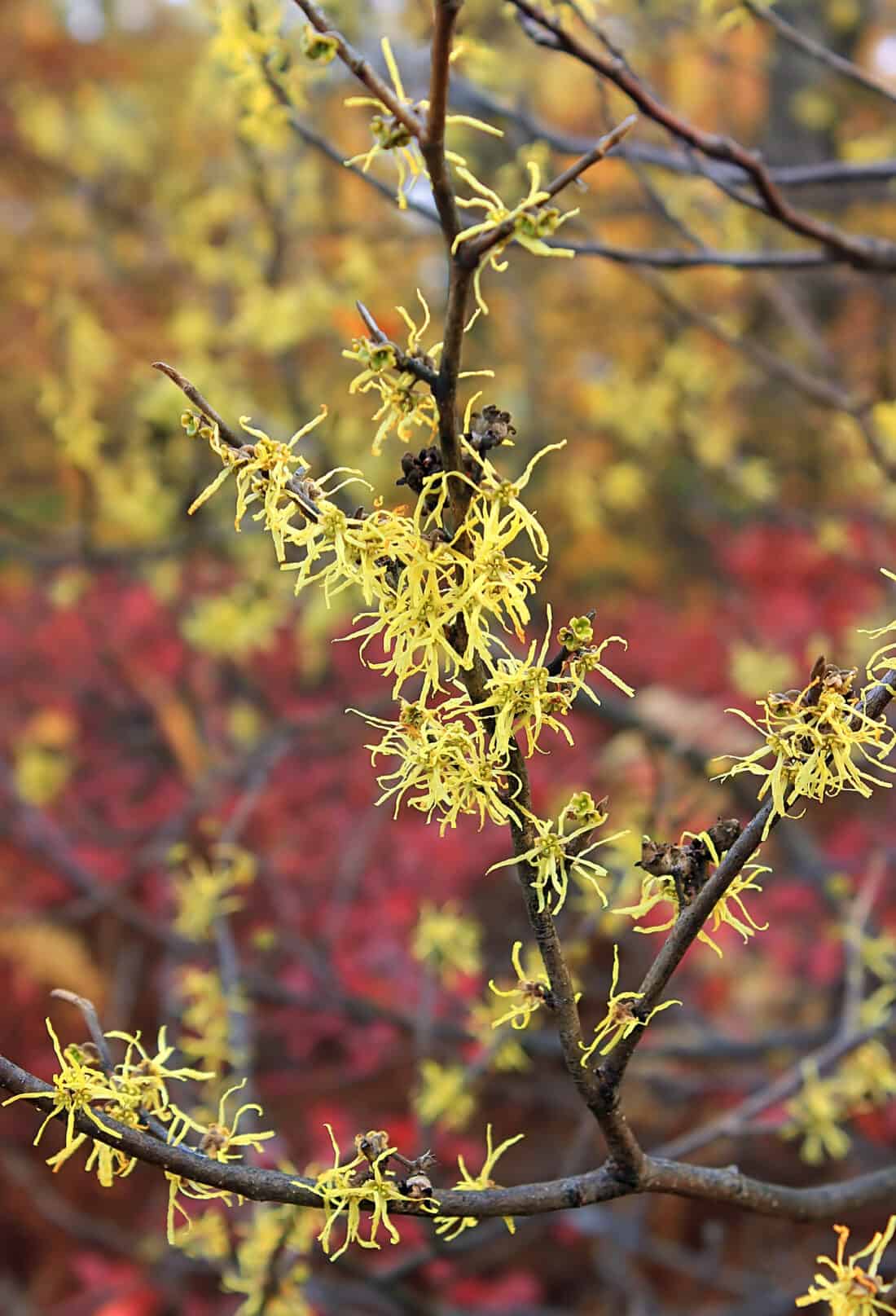Witch Hazel blooming