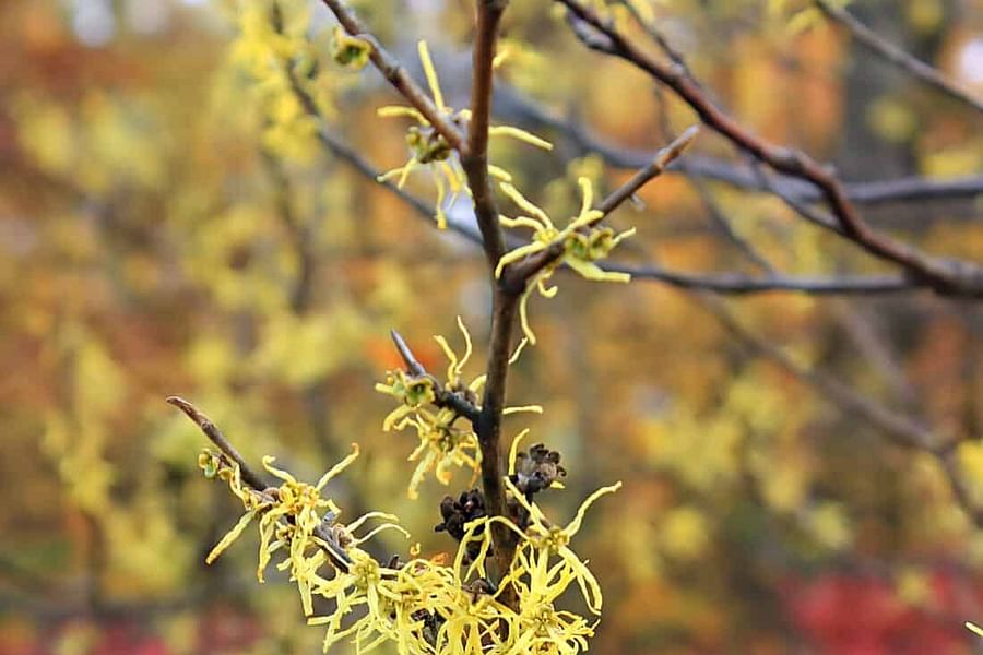 Witch Hazel blooming