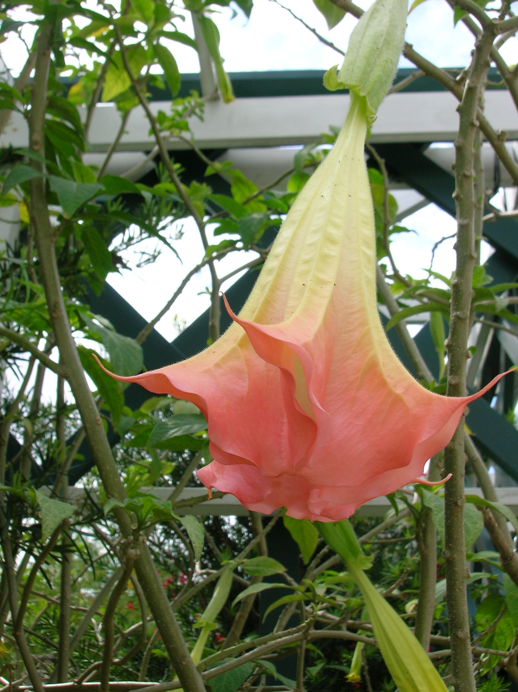Brugmansia flowers night
