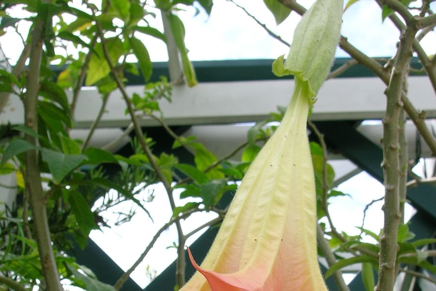 Brugmansia flowers night