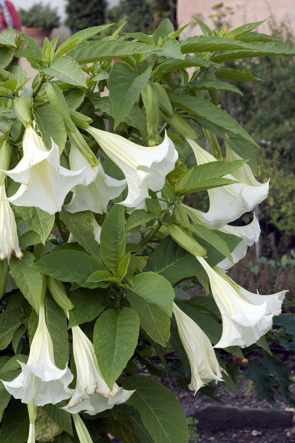 Brugmansia night blooms