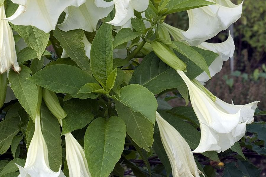 Brugmansia night blooms