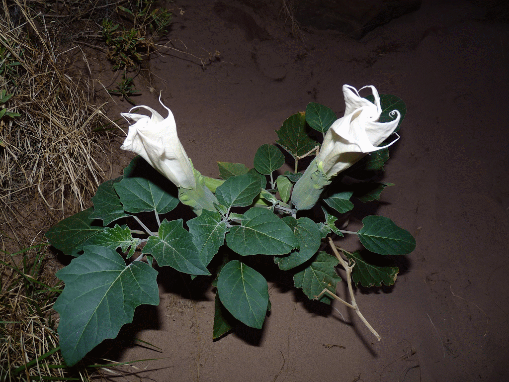 Datura flower at night