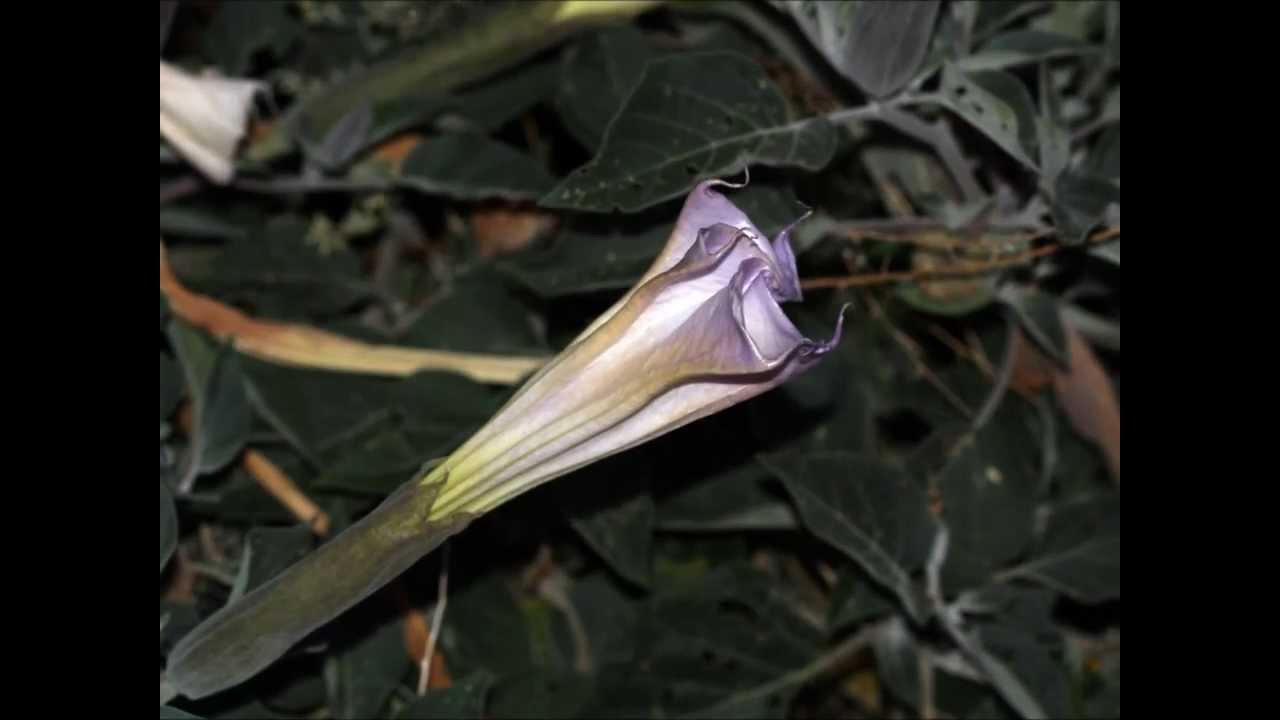 Datura night flowering