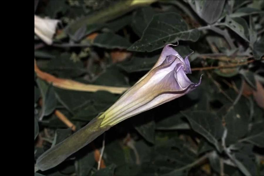 Datura night flowering