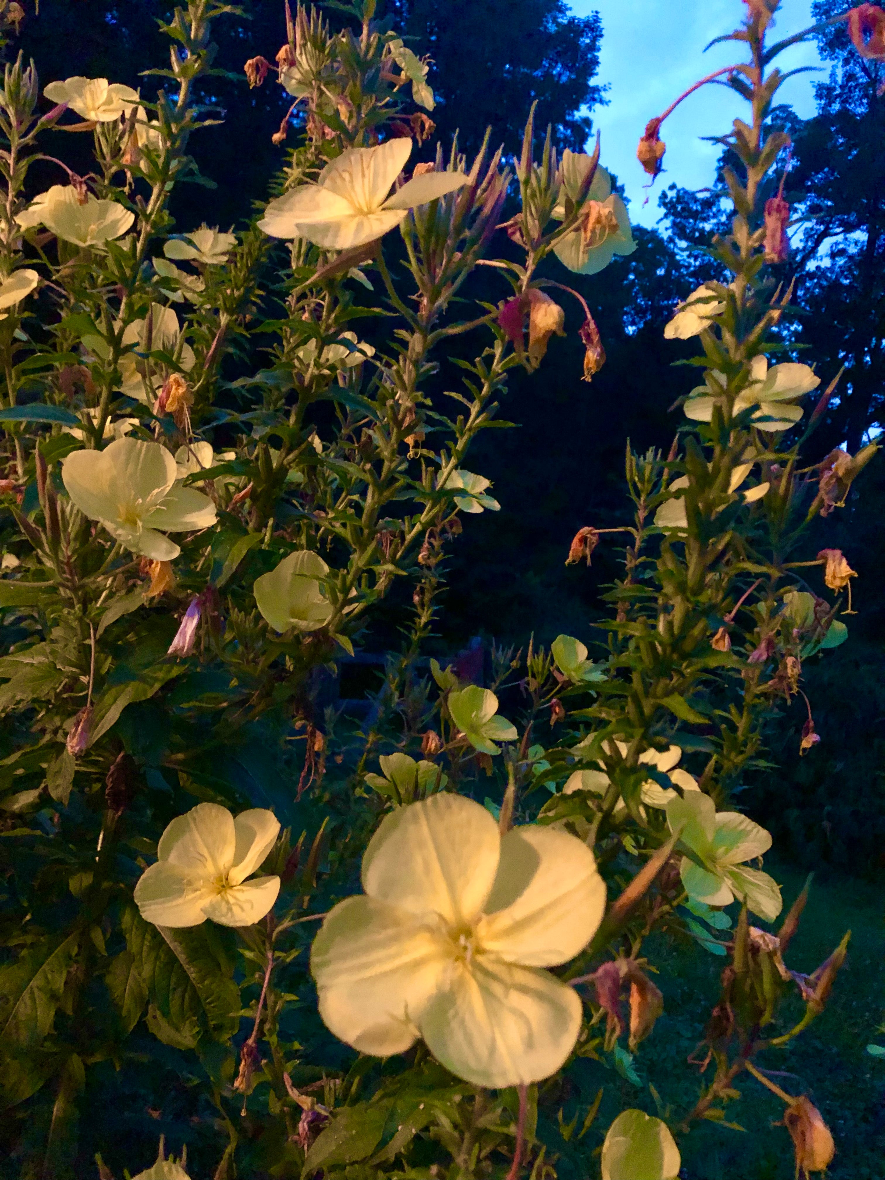 Evening Primrose blooming