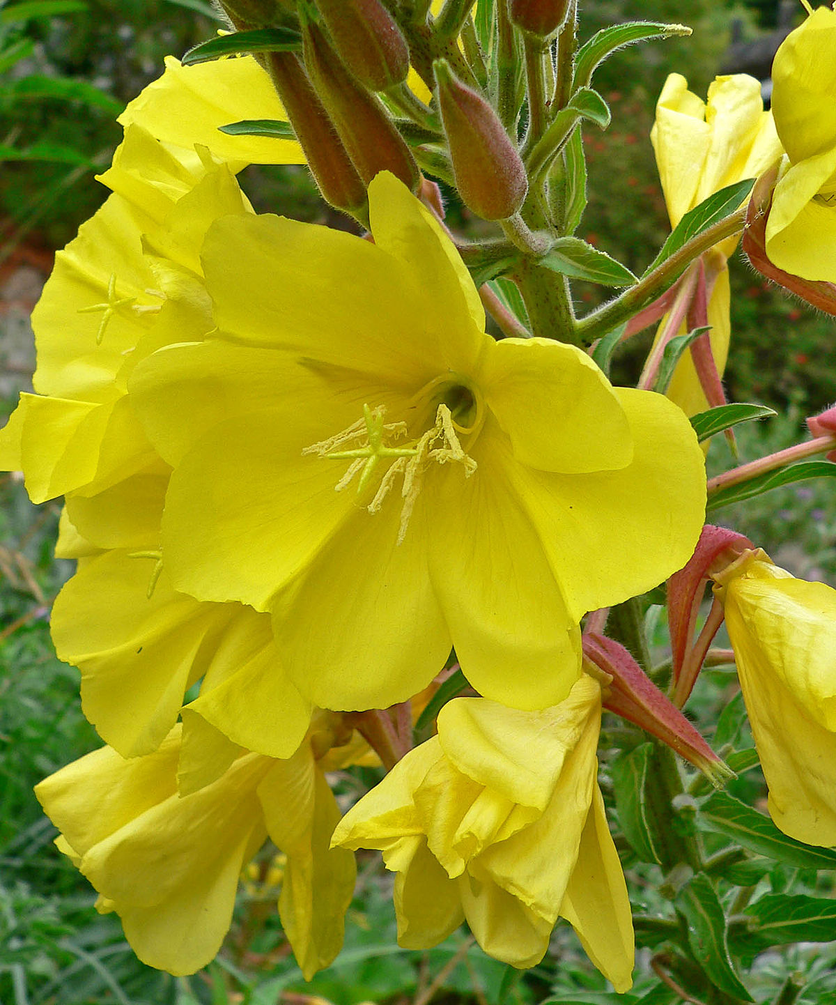 Evening Primrose night bloom