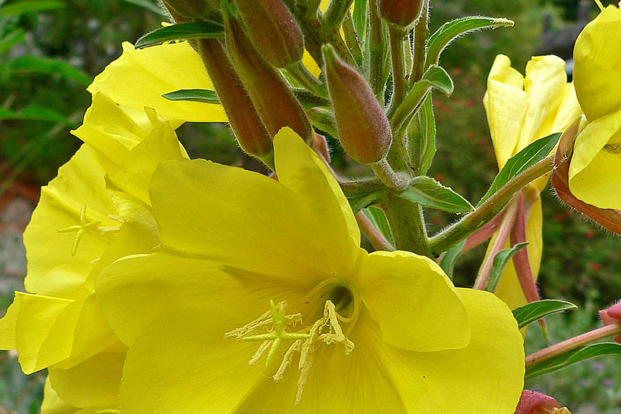 Evening Primrose night bloom