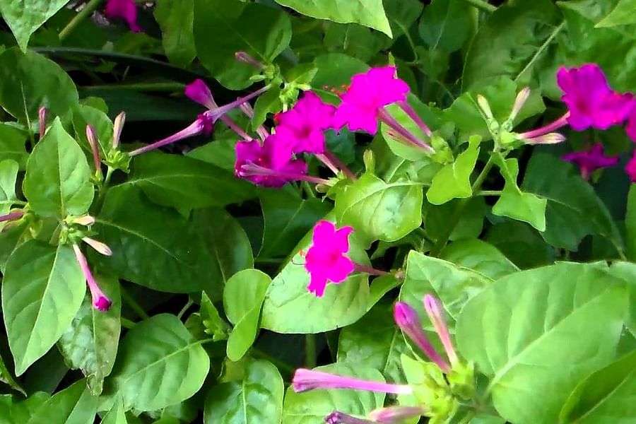 Four O'Clock flowers