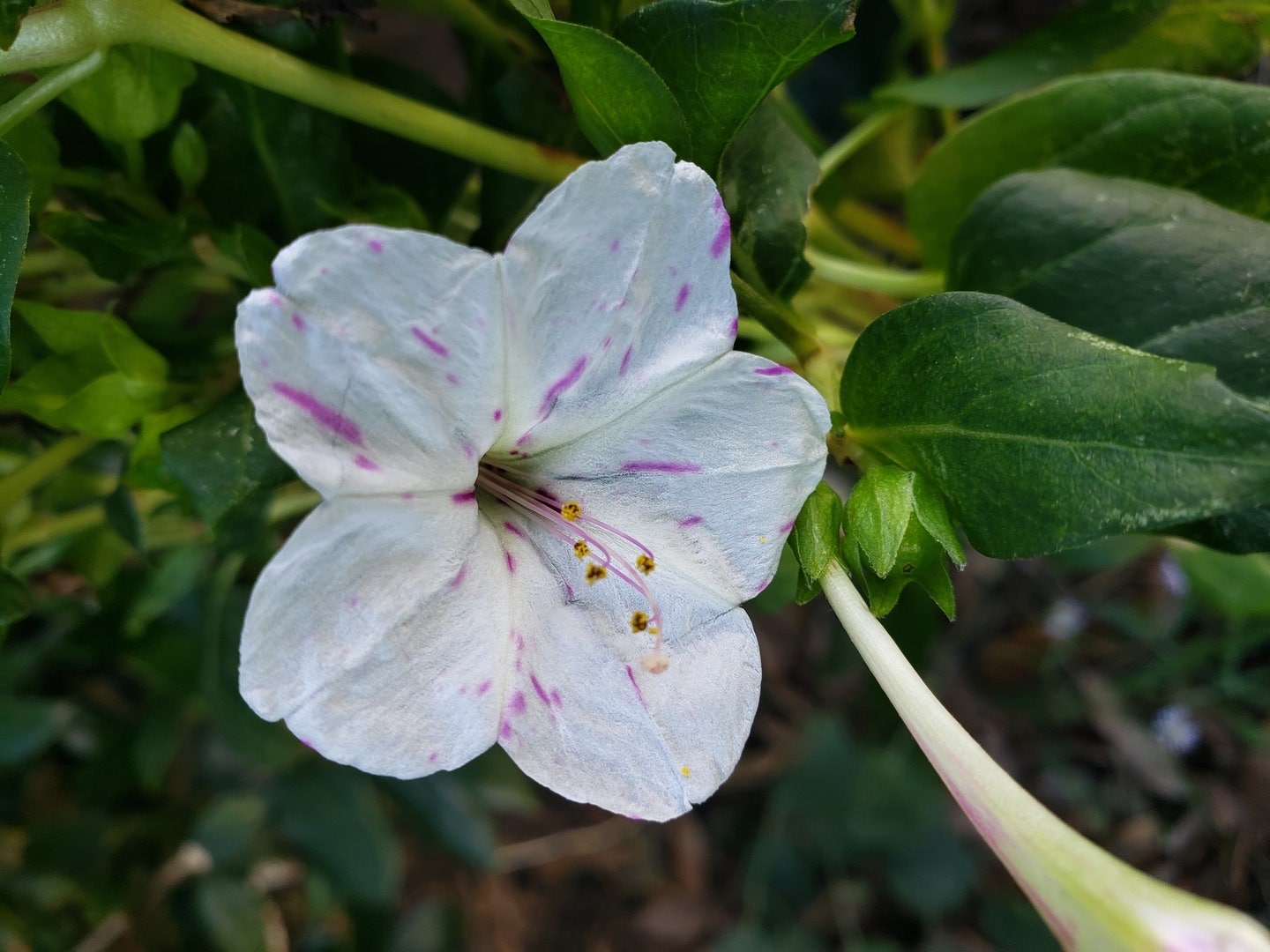 Four O'Clocks flowers night
