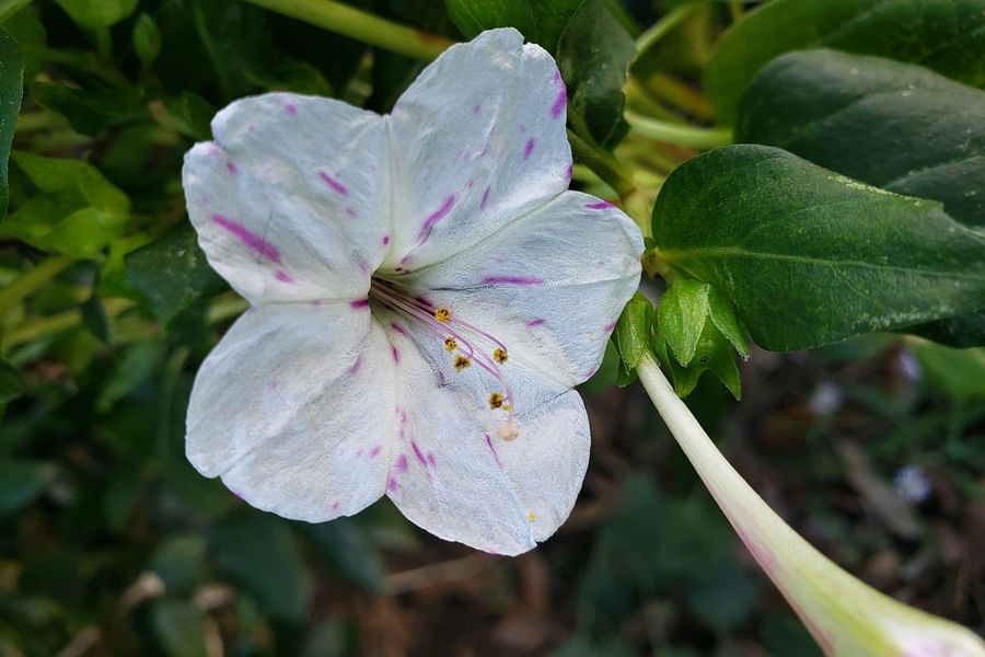 Four O'Clocks flowers night