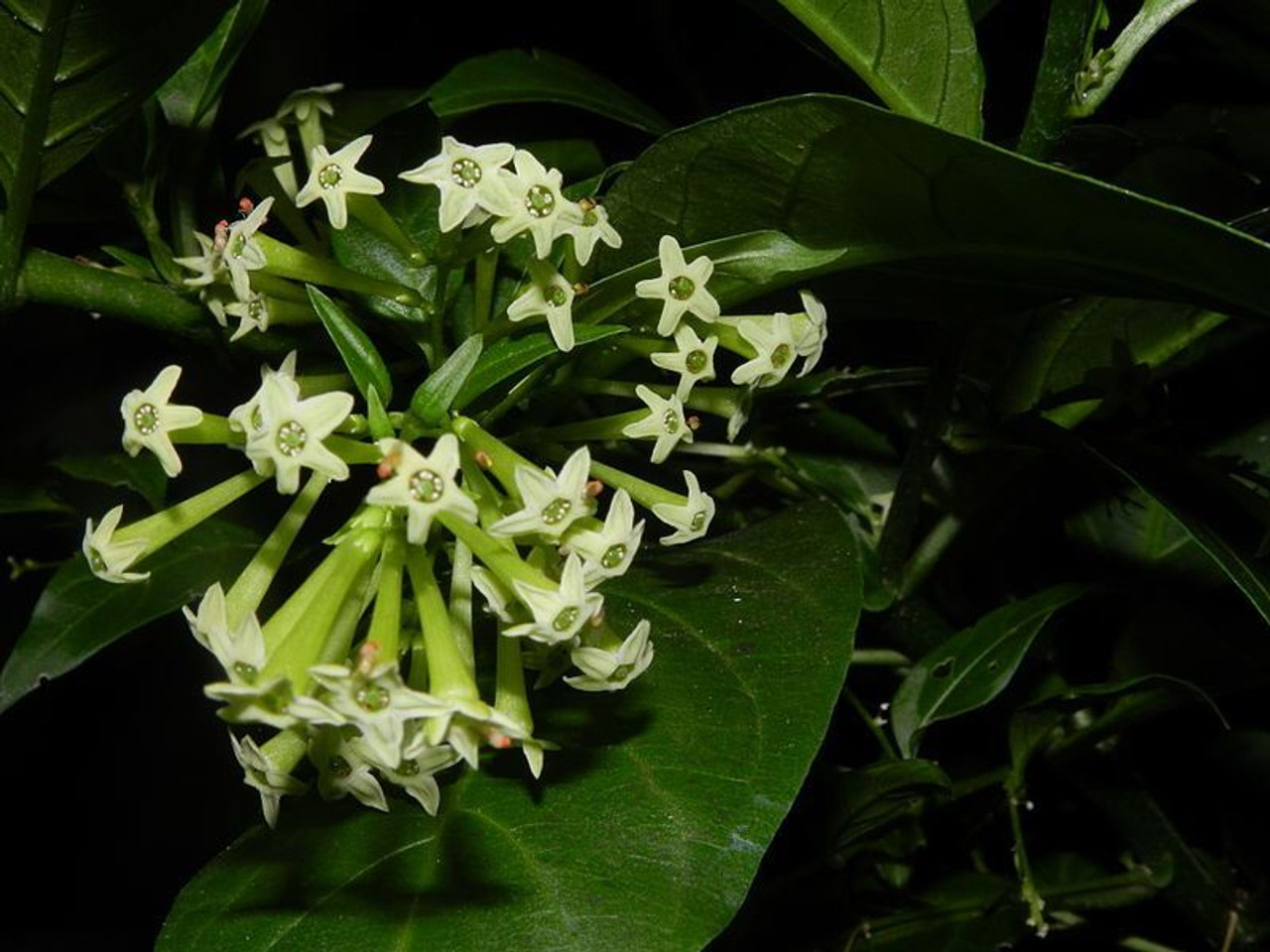 Jasmine flowers night