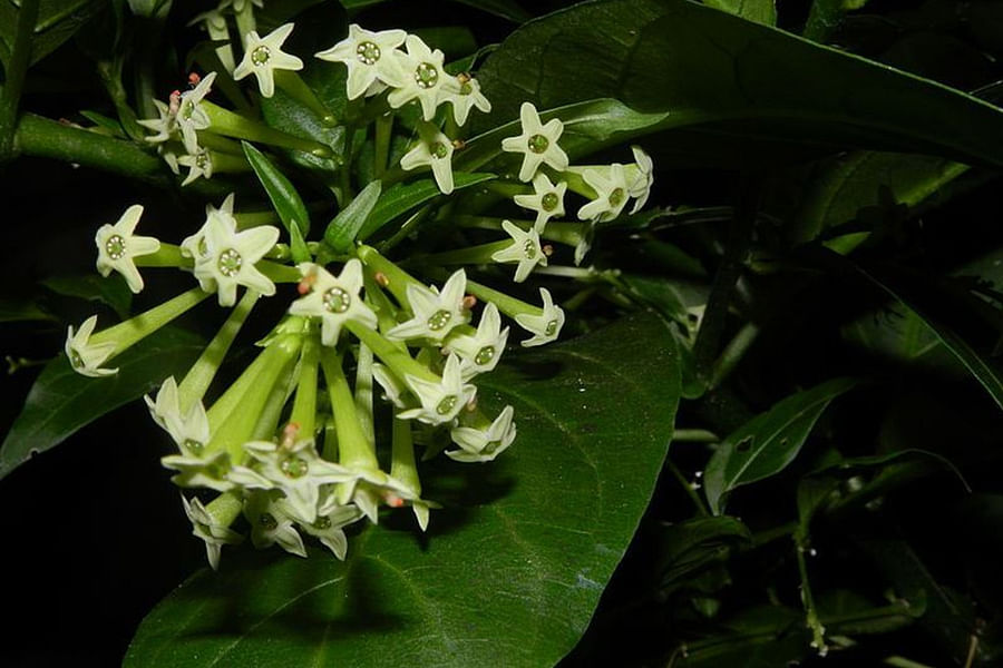 Jasmine flowers night