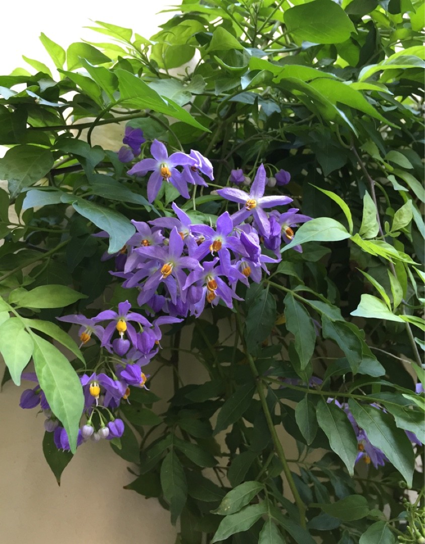 Jasmine Nightshade flowers
