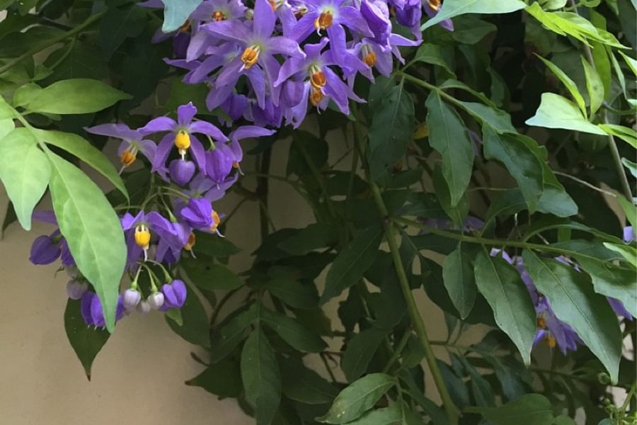 Jasmine Nightshade flowers
