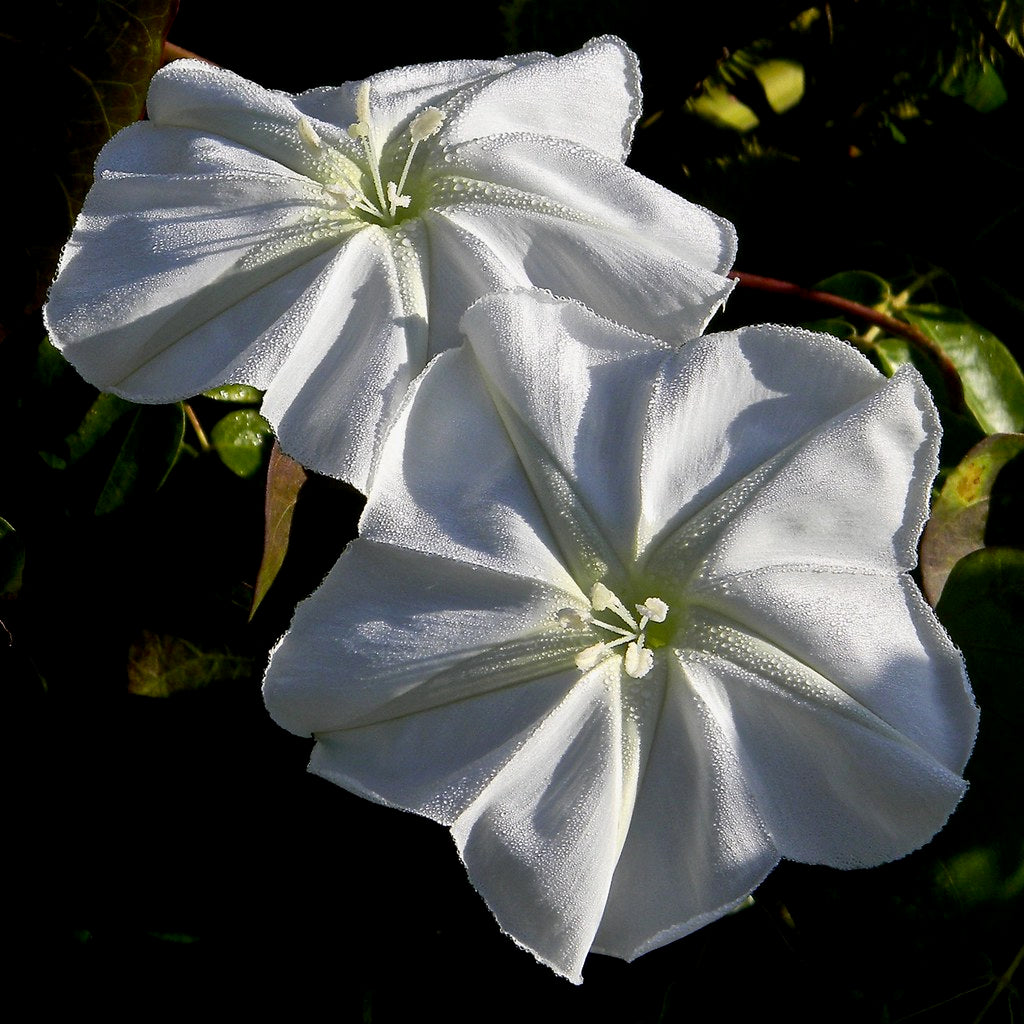 Moonflower at night