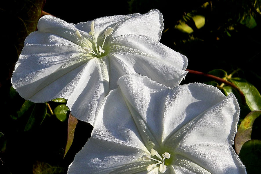 Moonflower at night