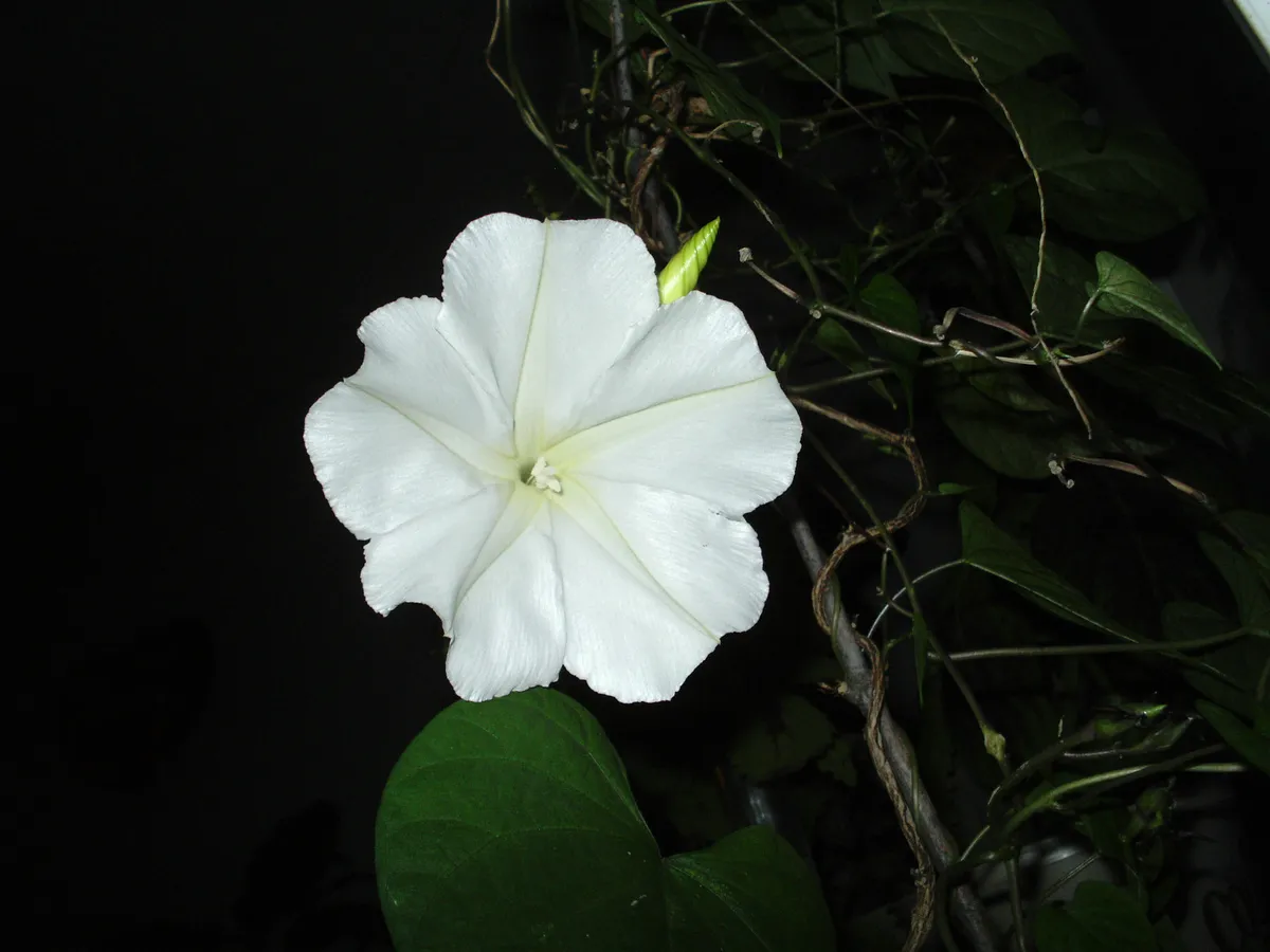 Moonflower at night