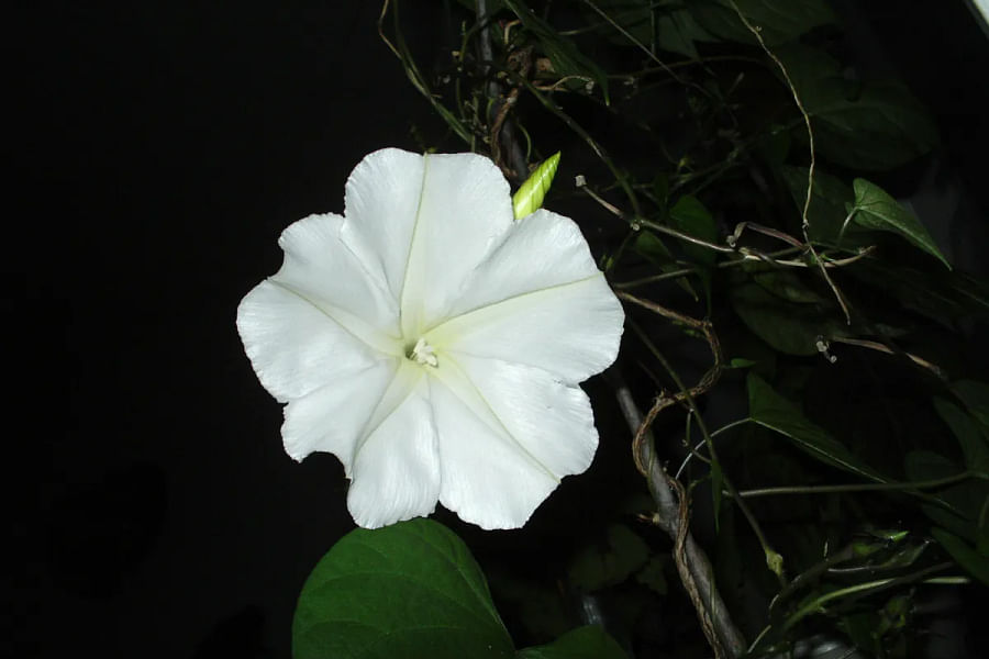 Moonflower at night