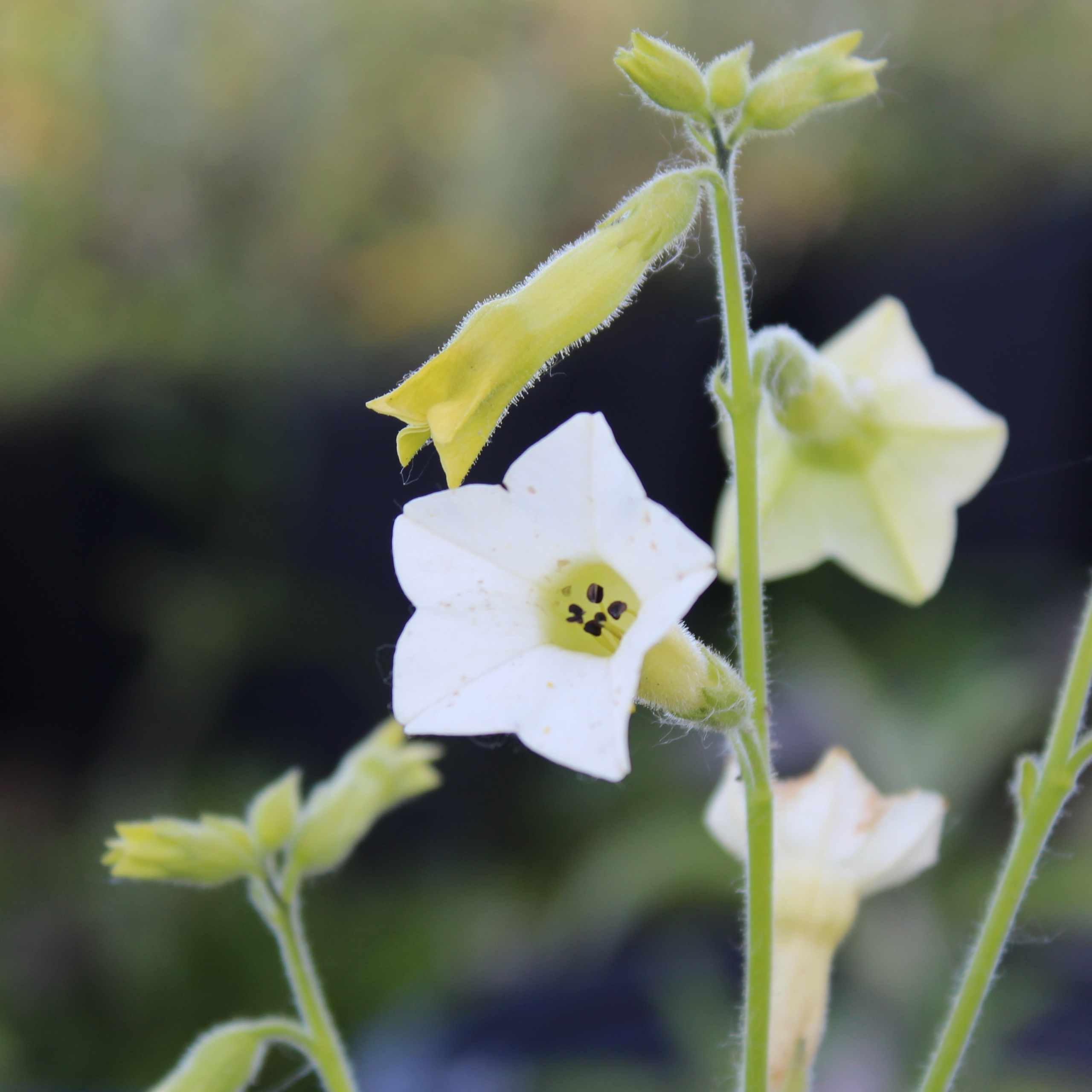Nicotiana flowers at night
