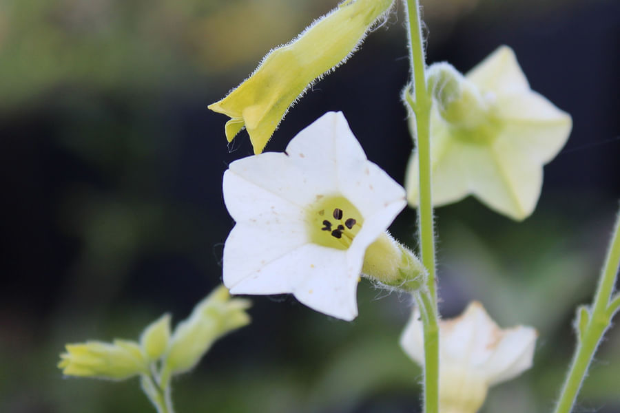 Nicotiana flowers at night