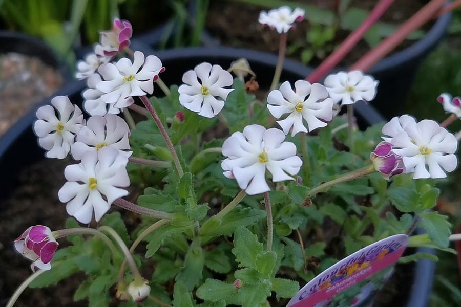 Night Phlox flowers