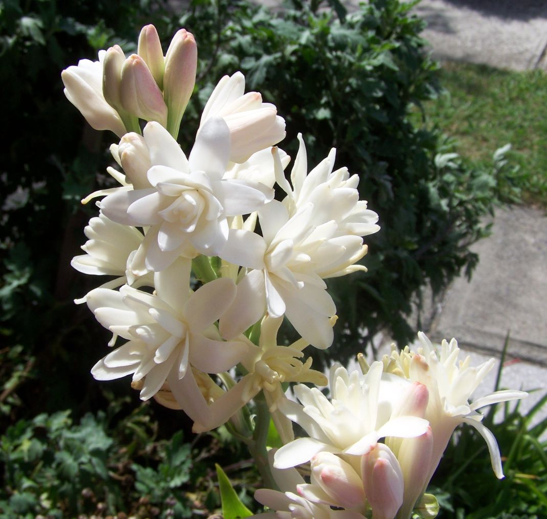 Tuberose flowers at night