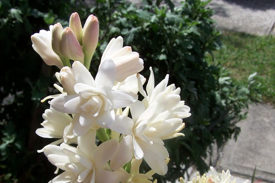 Tuberose flowers at night