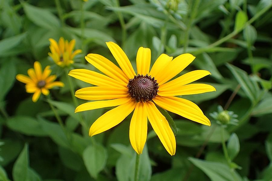 Black-eyed Susan Rudbeckia hirta