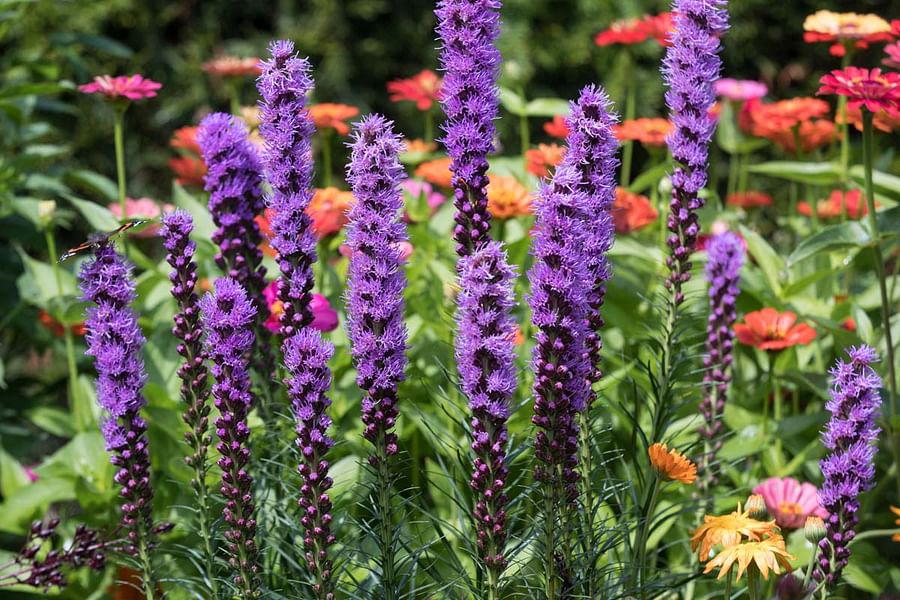 Blazing Star Liatris spicata