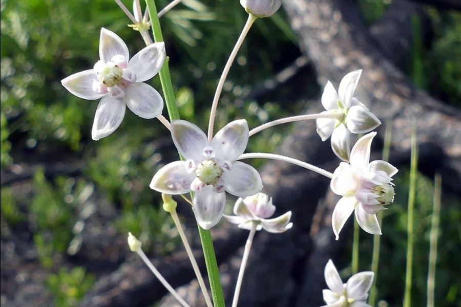 Milkweed Asclepias plant