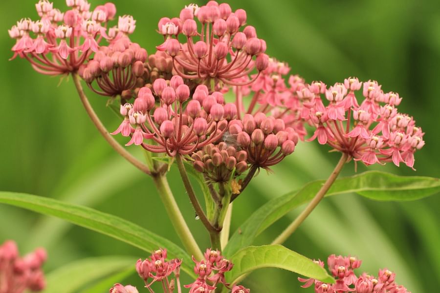 milkweed plant