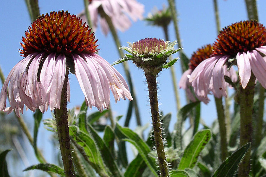 Purple Coneflower Echinacea purpurea