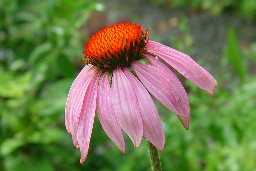 purple coneflower