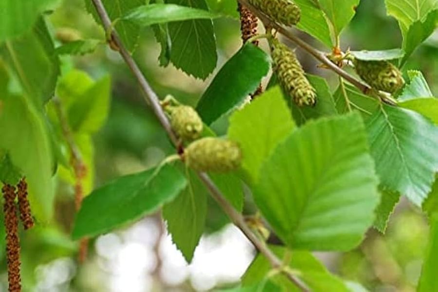 River Birch Betula nigra