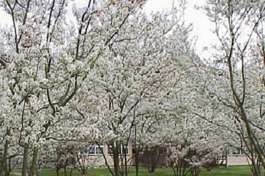 Serviceberry Amelanchier