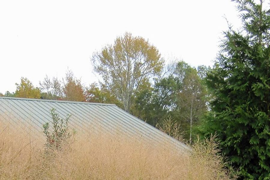 Switchgrass Panicum virgatum