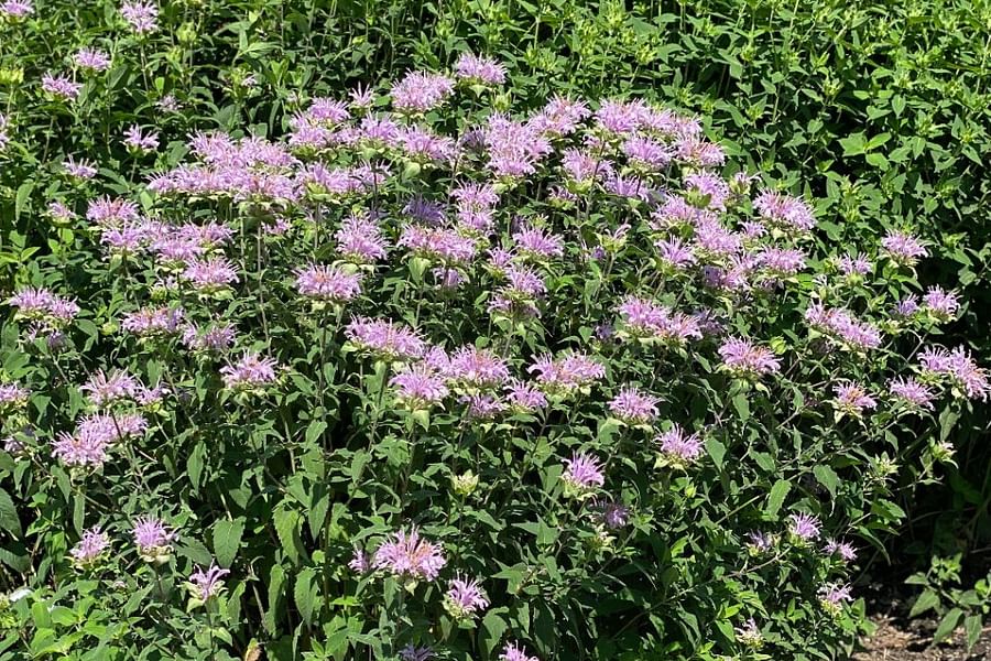 Wild Bergamot Monarda fistulosa