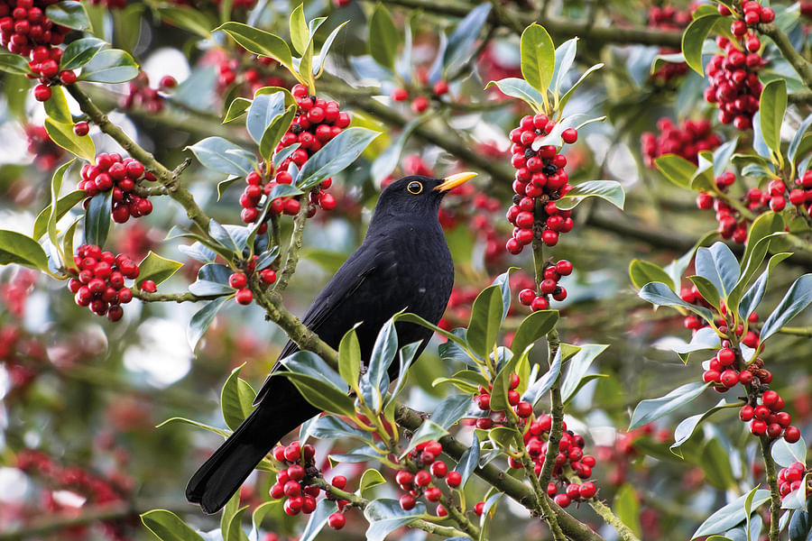wild berries in nature