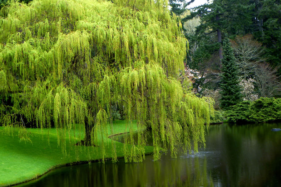 willow tree