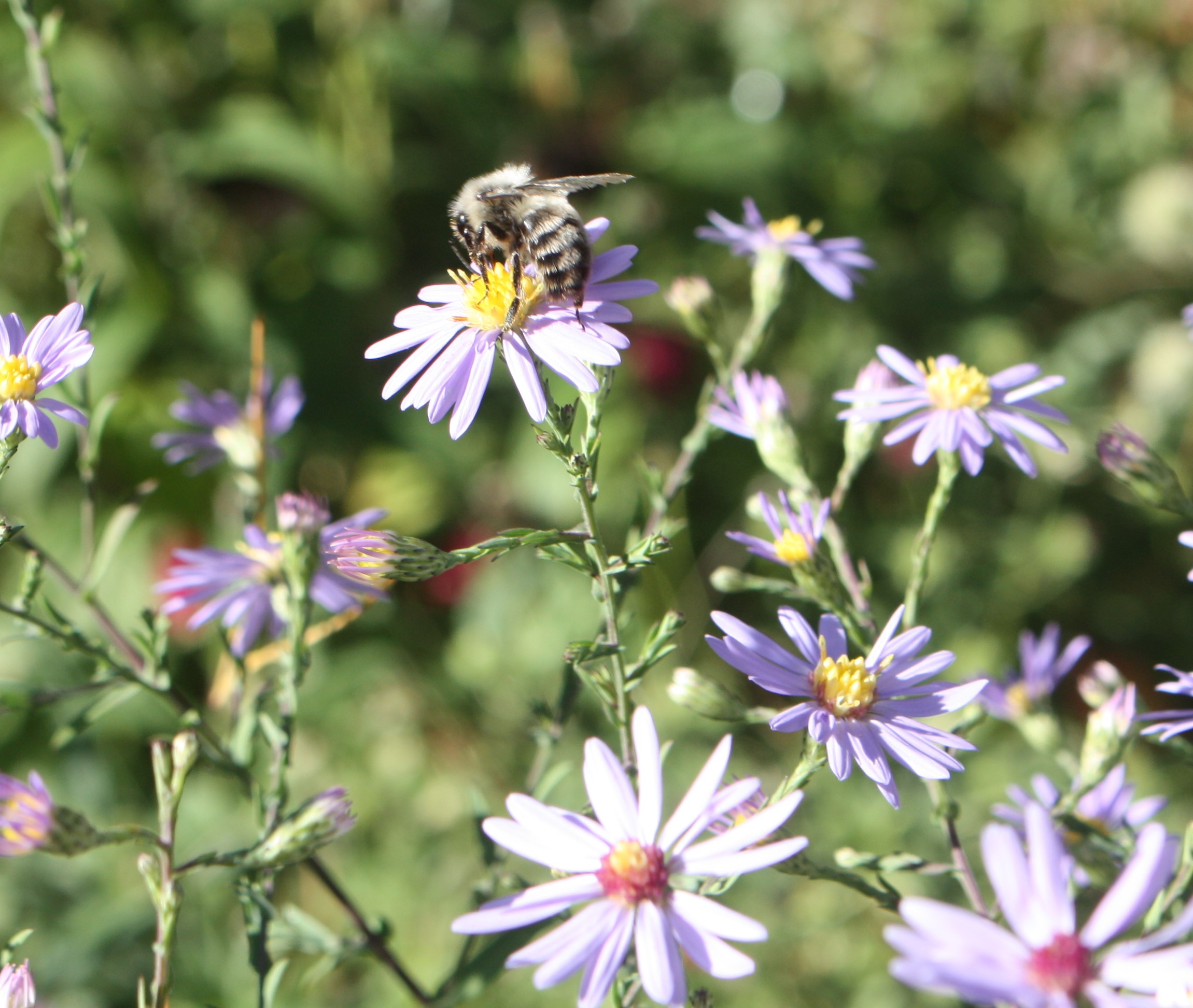 Aster flowers with bees