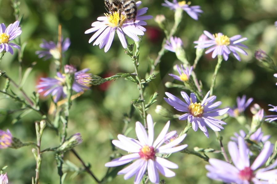 Aster flowers with bees