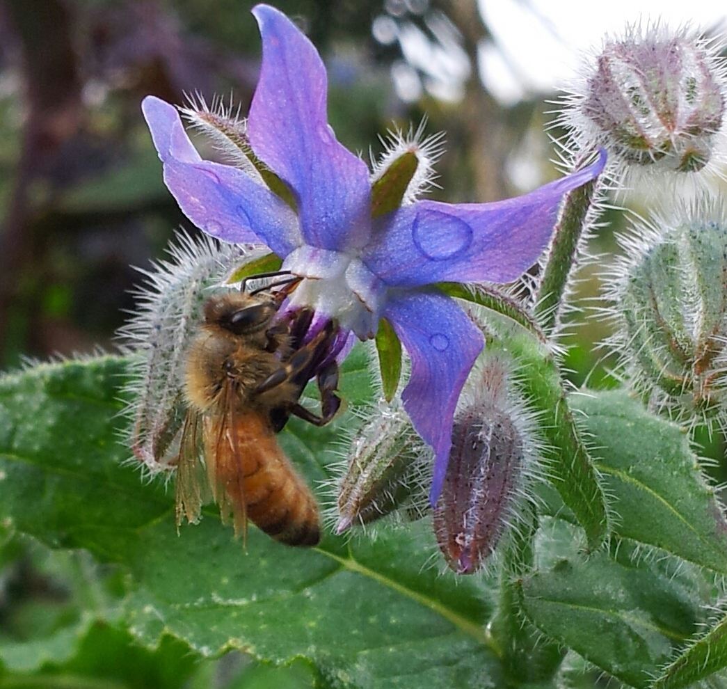 Borage flowers with bees