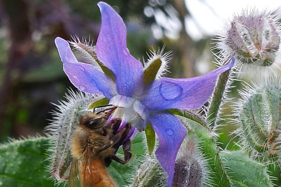 Borage flowers with bees