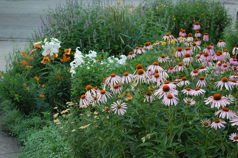 Coneflower with pollinators